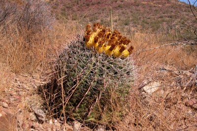 gem show tucson