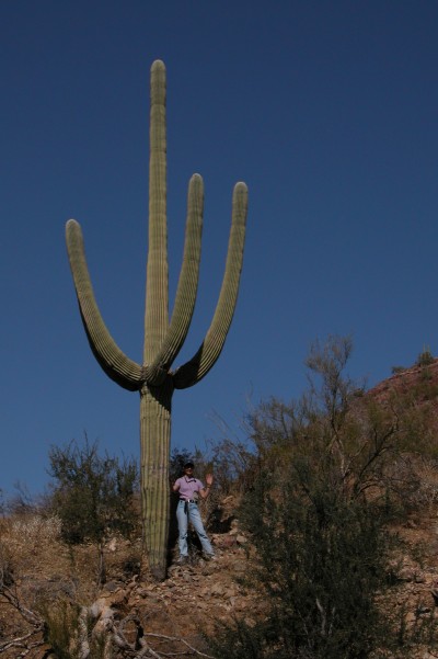gem show tucson